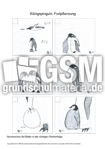 010 pinguin fortpflanzung nummerieren.pdf